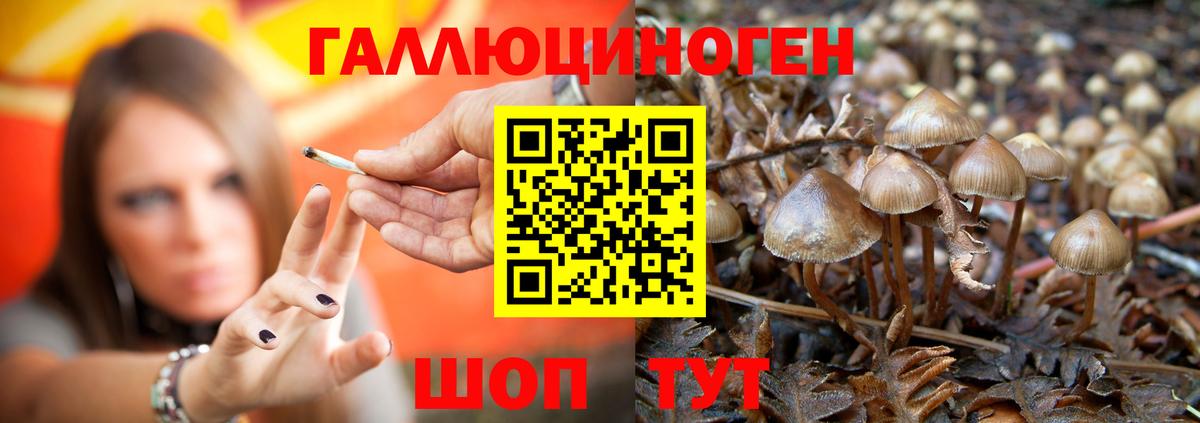 Галлюциногенные грибы GOLDEN TEACHER  Вход с VPN  Ярославль  Галлюциногенные грибы Cubensis 